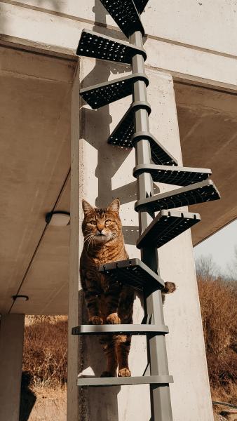 FeliStair Katzentreppe montiert, mit Katze auf den Stufen